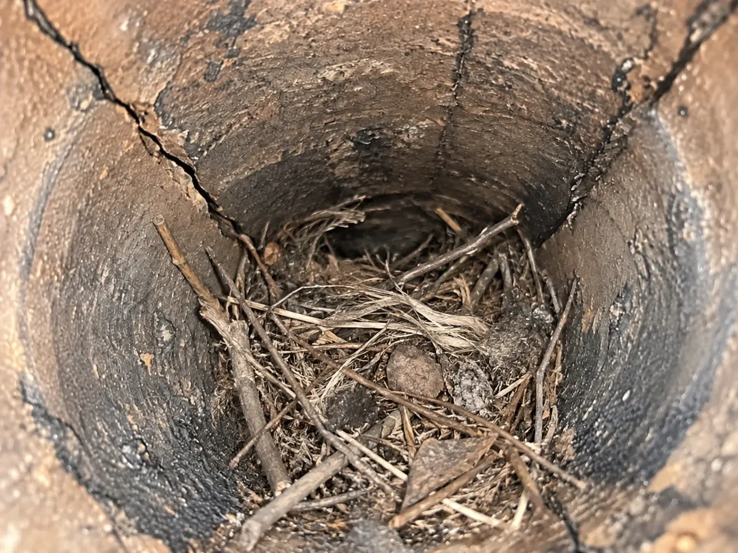 Bird nest and nesting material obstructing the interior of a chimney flue